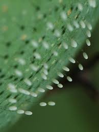 Attēlu rezultāti vaicājumam “Chrysopidae eggs”