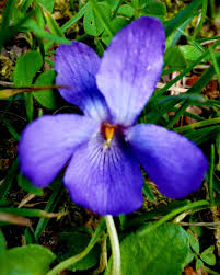 Attēlu rezultāti vaicājumam “Viola canina flower”
