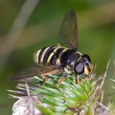 Attēlu rezultāti vaicājumam “Sericomyia silentis”