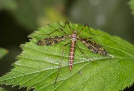 Attēlu rezultāti vaicājumam “Epiphragma ocellare”