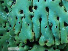 Attēlu rezultāti vaicājumam “Menegazzia terebrata”