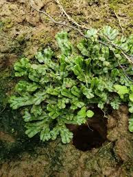 Attēlu rezultāti vaicājumam “Marchantiopsida”