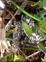 Attēlu rezultāti vaicājumam “Physarum ovisporum spores”