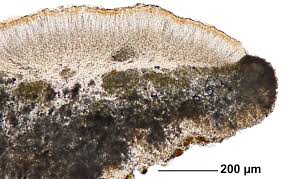 Attēlu rezultāti vaicājumam “Lecanora allophana”