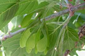 Attēlu rezultāti vaicājumam “Acer negundo fruit”