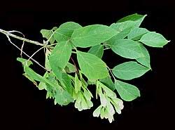 Attēlu rezultāti vaicājumam “Acer negundo”