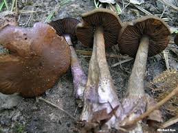 Attēlu rezultāti vaicājumam “Cortinarius violaceus”