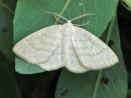 Attēlu rezultāti vaicājumam “Cabera exanthemata”