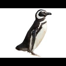 Image result for penguin