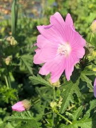 Image result for Malva alcea