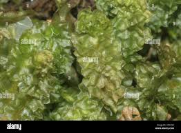 Attēlu rezultāti vaicājumam “Barbilophozia lycopodioides macro”