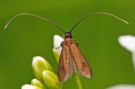 Attēlu rezultāti vaicājumam “Cauchas rufimitrella”