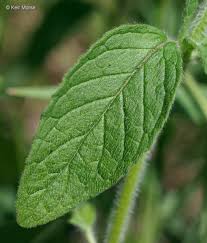 Attēlu rezultāti vaicājumam “Clinopodium vulgare leaf”