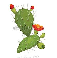 Image result for Cactaceae
