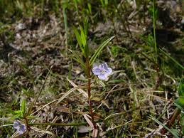 Attēlu rezultāti vaicājumam “Veronica scutellata bud”