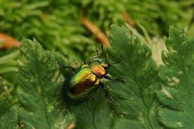 Attēlu rezultāti vaicājumam “Linaeidea aenea”