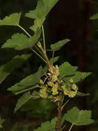 Attēlu rezultāti vaicājumam “Ribes rubrum leaf”