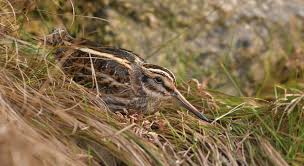 Image result for Lymnocryptes minimus