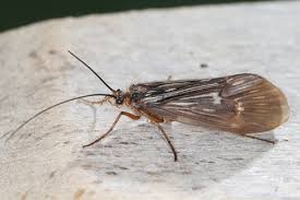 Attēlu rezultāti vaicājumam “Potamophylax”