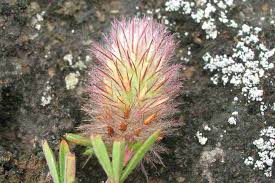 Attēlu rezultāti vaicājumam “Trifolium arvense fruit”