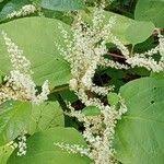 Attēlu rezultāti vaicājumam “Reynoutria sachalinensis flower”