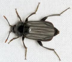 Attēlu rezultāti vaicājumam “Necrodes littoralis”