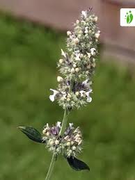 Image result for Nepeta cataria