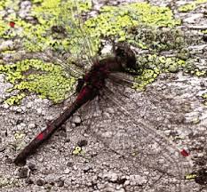 Attēlu rezultāti vaicājumam “Leucorrhinia rubicunda”