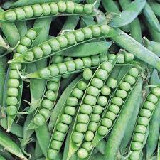 Image result for Erbsen