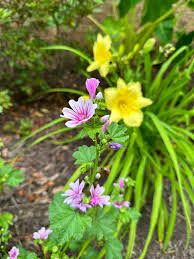 Image result for Malva sylvestris var. mauritiana