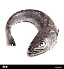 Image result for Merluccius merluccius