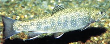 Image result for Salvelinus fontinalis