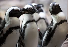 Image result for penguin