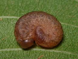 Attēlu rezultāti vaicājumam “Rhogogaster picta”