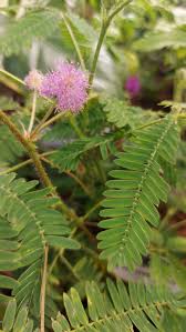 Image result for pohon semalu images