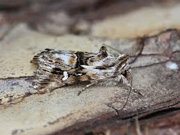 Attēlu rezultāti vaicājumam “Calophasia lunula larva”