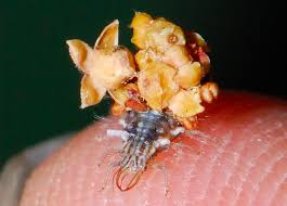 Attēlu rezultāti vaicājumam “Chrysopidae larva”