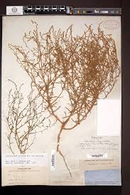 Attēlu rezultāti vaicājumam “Corispermum hyssopifolium fruit”