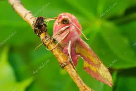 Attēlu rezultāti vaicājumam “Deilephila porcellus”