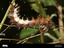 Attēlu rezultāti vaicājumam “Polygonia c-album larva”