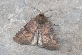 Attēlu rezultāti vaicājumam “Rusina ferruginea male”