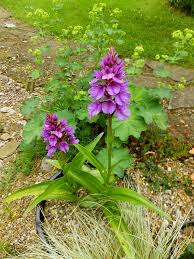 Attēlu rezultāti vaicājumam “Dactylorhiza”
