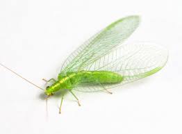 Attēlu rezultāti vaicājumam “Chrysopa”