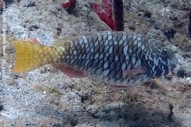 Image result for Sparisoma rubripinne