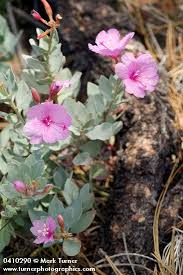 Attēlu rezultāti vaicājumam “Epilobium roseum flower”