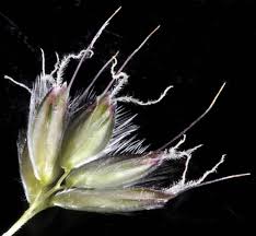 Attēlu rezultāti vaicājumam “Alopecurus pratensis fruit”