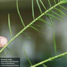 Attēlu rezultāti vaicājumam “Cnidium dubium leaf”