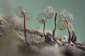 Attēlu rezultāti vaicājumam “Cribraria intricata spores”