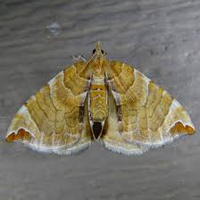 Attēlu rezultāti vaicājumam “Eulithis sp.”