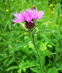 Attēlu rezultāti vaicājumam “Centaurea scabiosa bud”
